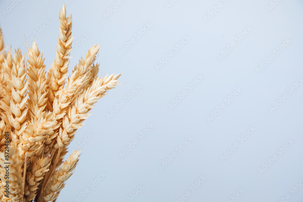 Dry spikelets of wheat on a white background close-up with copy space. Natural background. Front vie