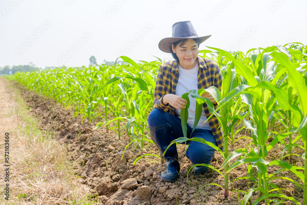 Asian female farmer wearing striped shirt looking at corn plants at corn field