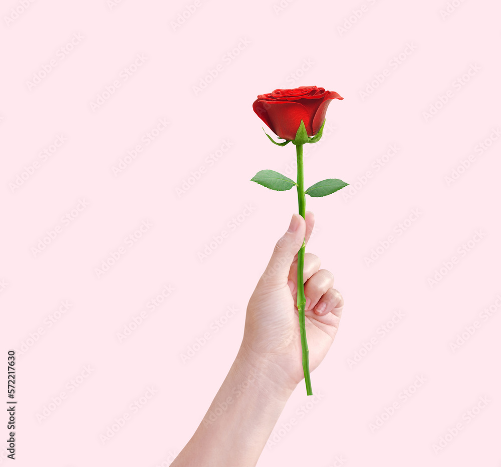 red rose in female hand isolated on pink background