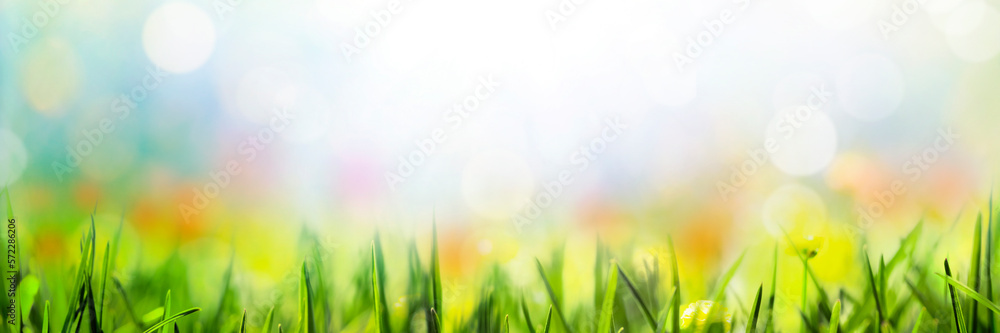 Spring background with grass flowers and bokeh lights