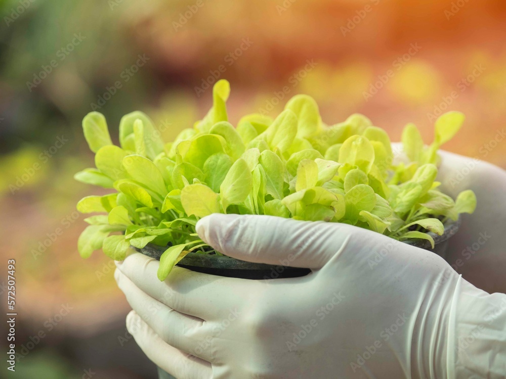 Farmer with young vegetables in pots, vegetable seeds growing, organic vegetable growing details