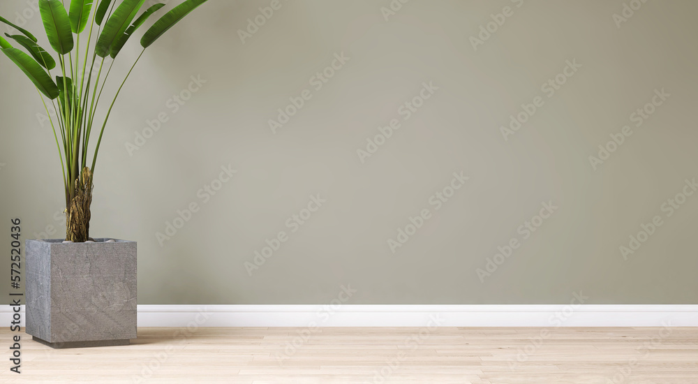 Clean, blank sage green wall with tropical banana tree in gray cube concrete pot on light brown parq