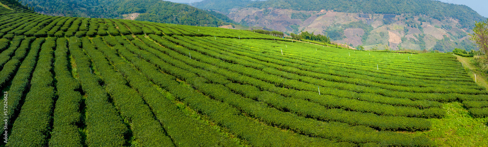 Plantation ecological tea garden.  Green tea mountain. tea plantation background. Beautiful Tea fiel