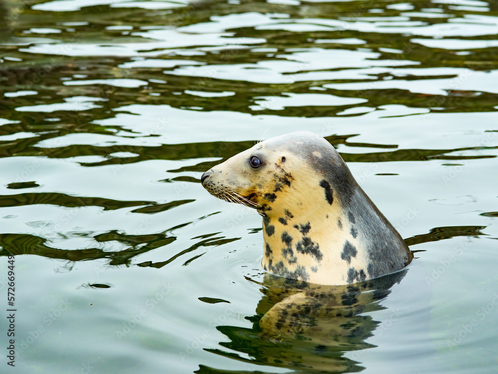 beautiful fur seal that emerged from under the water and looks to the side