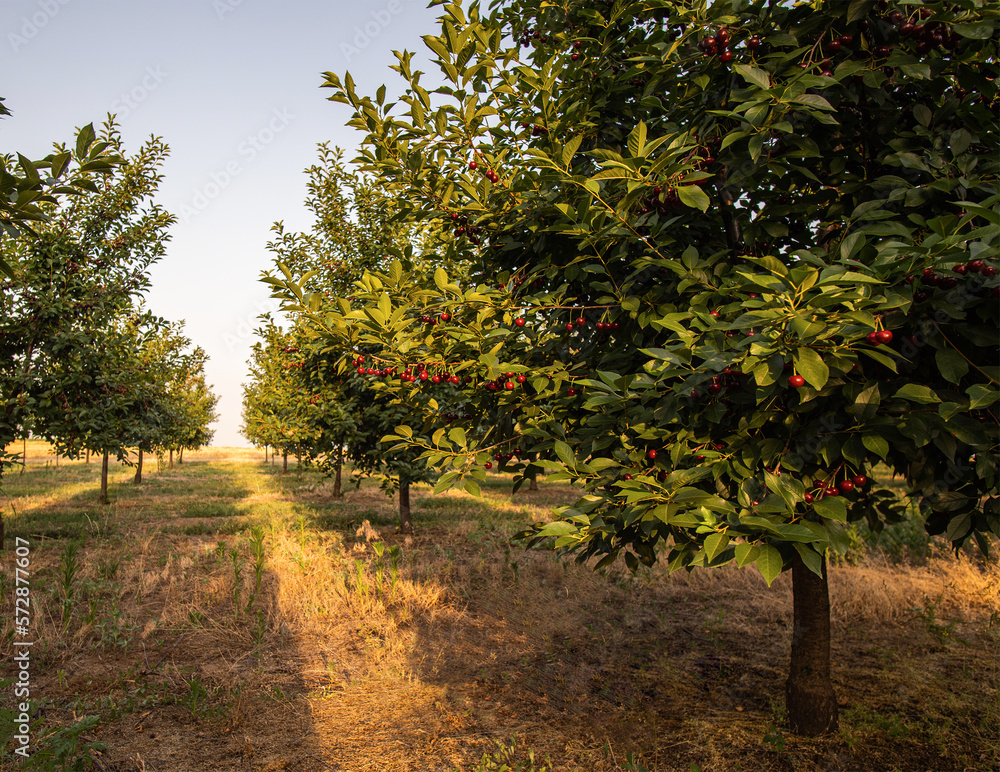 Ripe sour cherry trees orchard fields