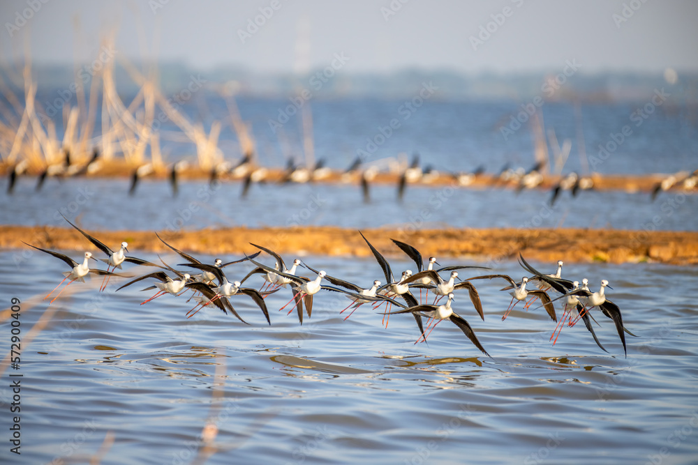 Flock of bird  Black-winged-Stilt  are flying at Bueng Boraphet that is  the freshwater swamp and la