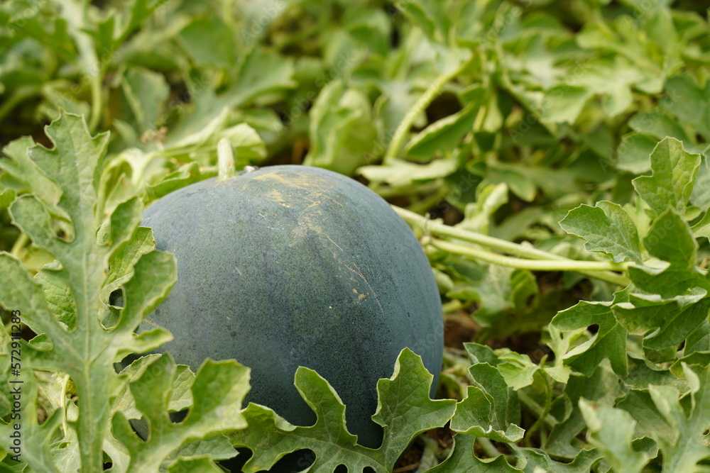 Watermelon in the greenhouse. Watermelon field