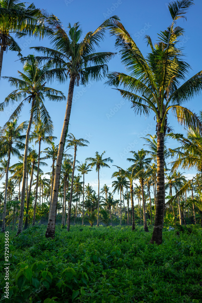 Palm forest with many palm trees and green bushes on the ground in the morning at sunrise against a 