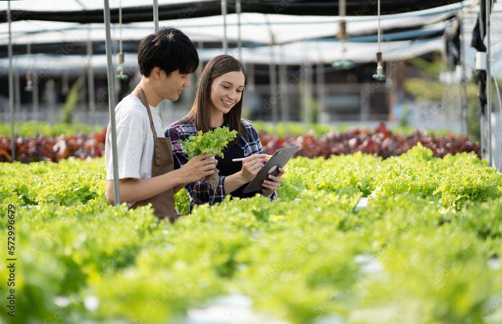 Young professional farm worker discussing and working together in green salad hydroponics farm.