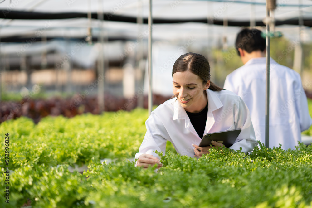 Hydroponics farm concept, Scientist team testing and collect data from lettuce organic hydroponic. F