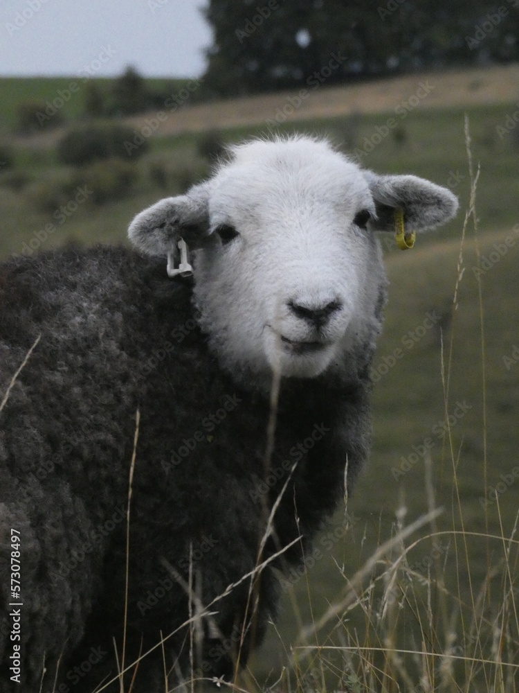 Cute Sheep in Countryside | England, Farmlands 