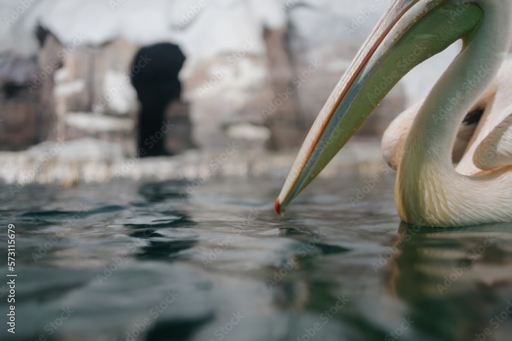 pelicans on the water