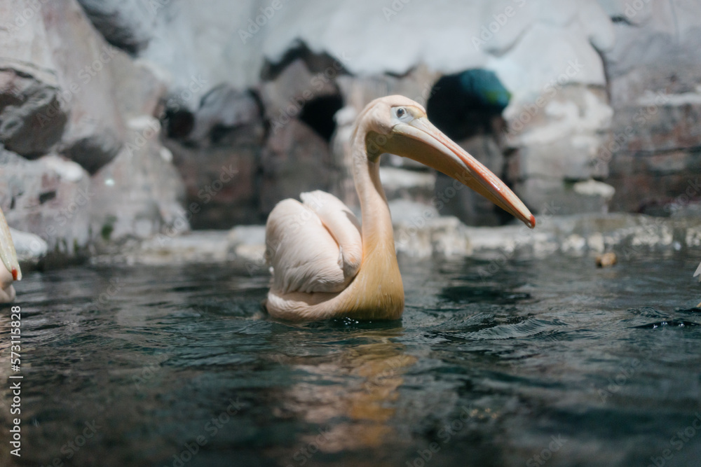 pelicans on the water