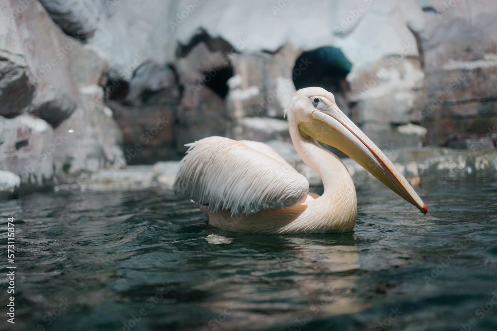 pelicans on the water