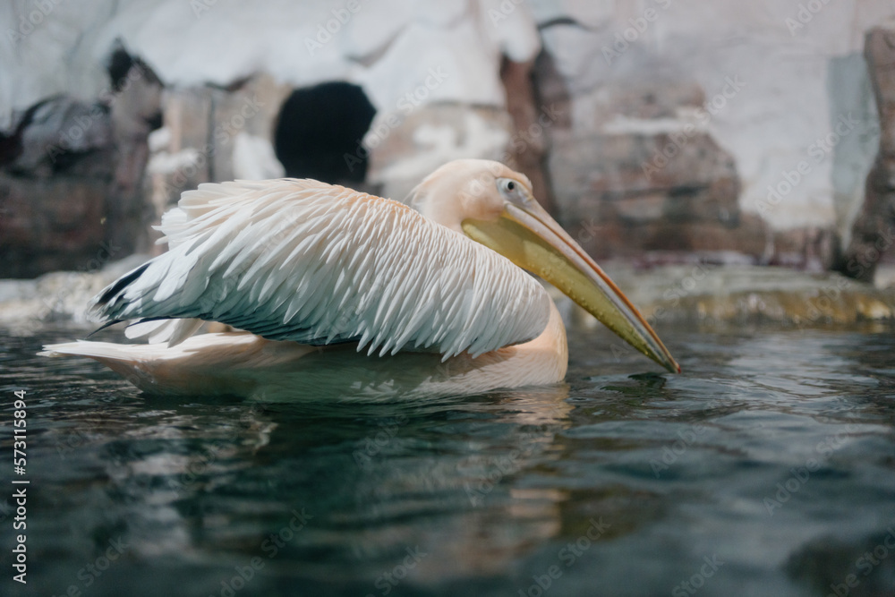 pelican