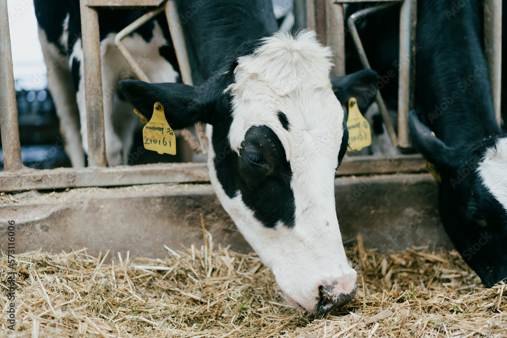 cow  in farm