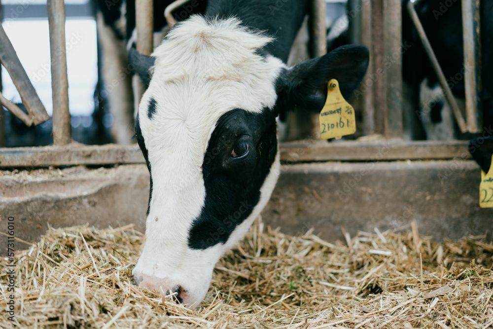 black and white cow