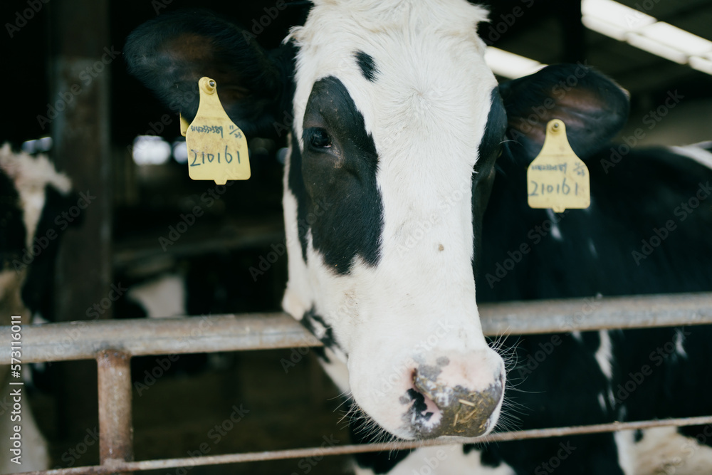 cows in a farm