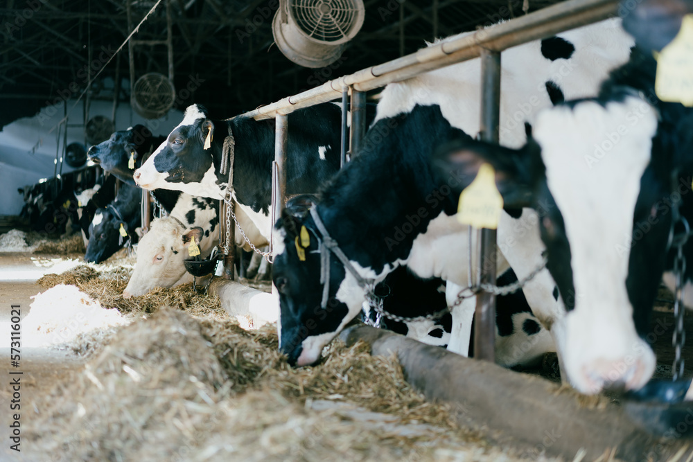 cows in a farm