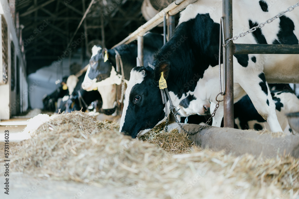 cows in a farm