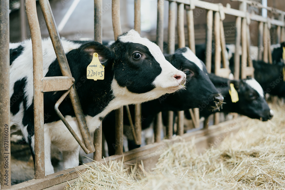 cows in a farm