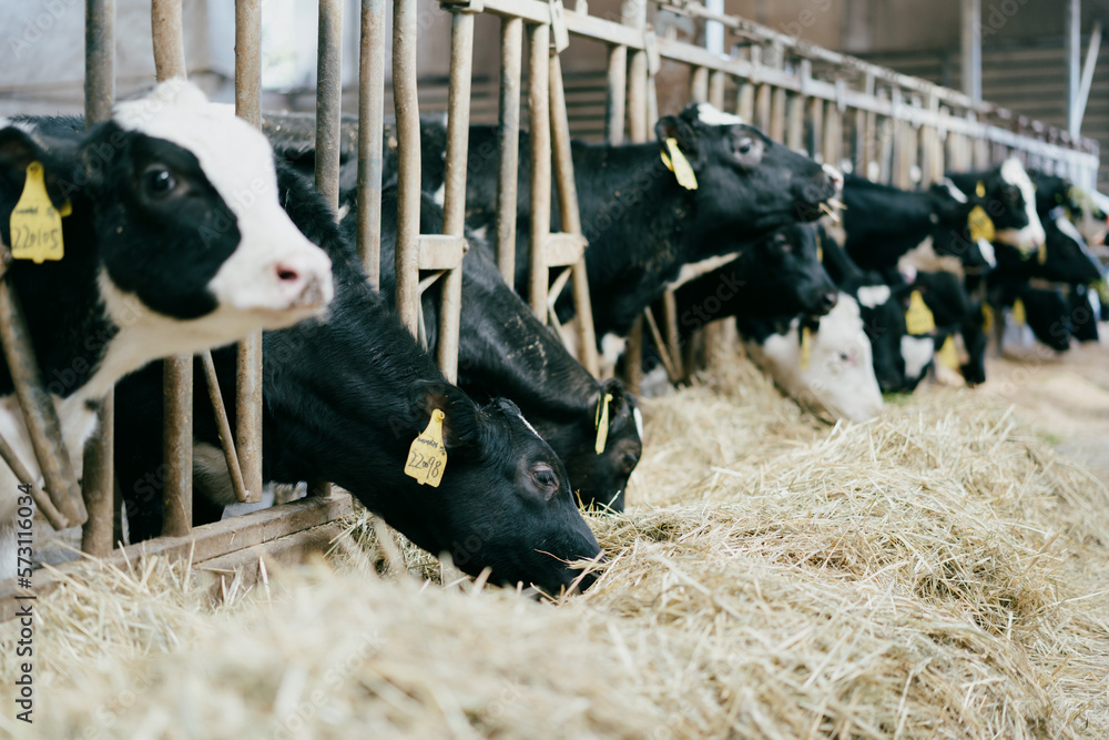 cows in a farm