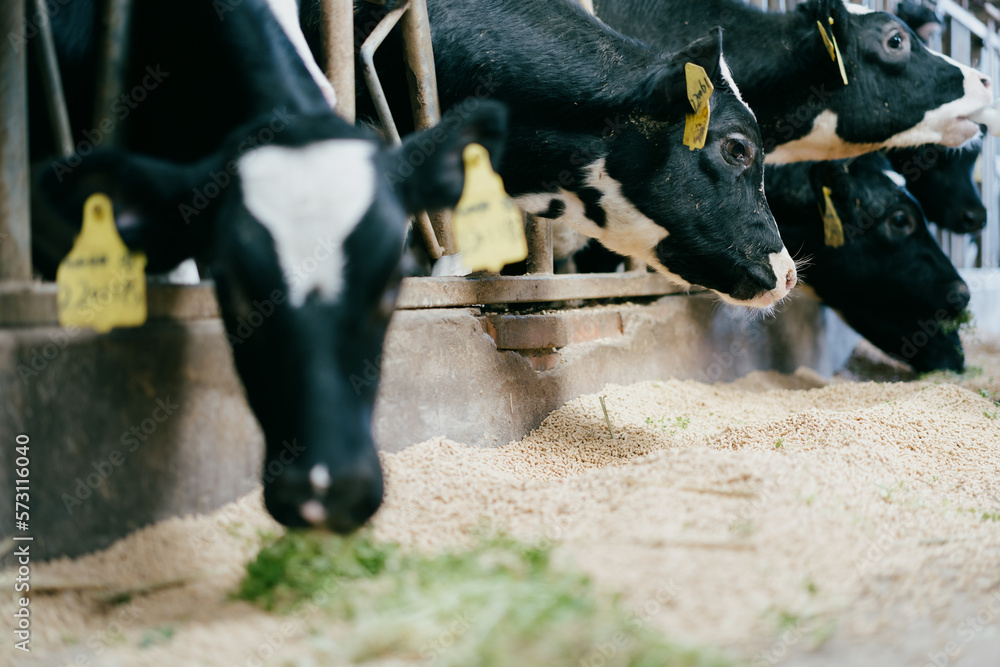 cows in a farm