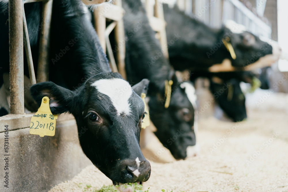 black and white cow