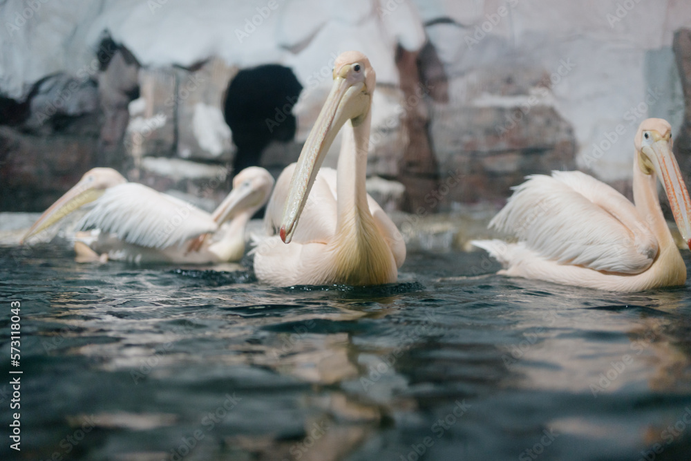 pelicans on the water