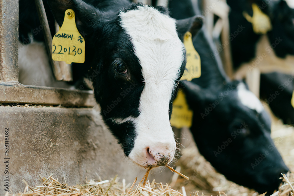 cows in a farm