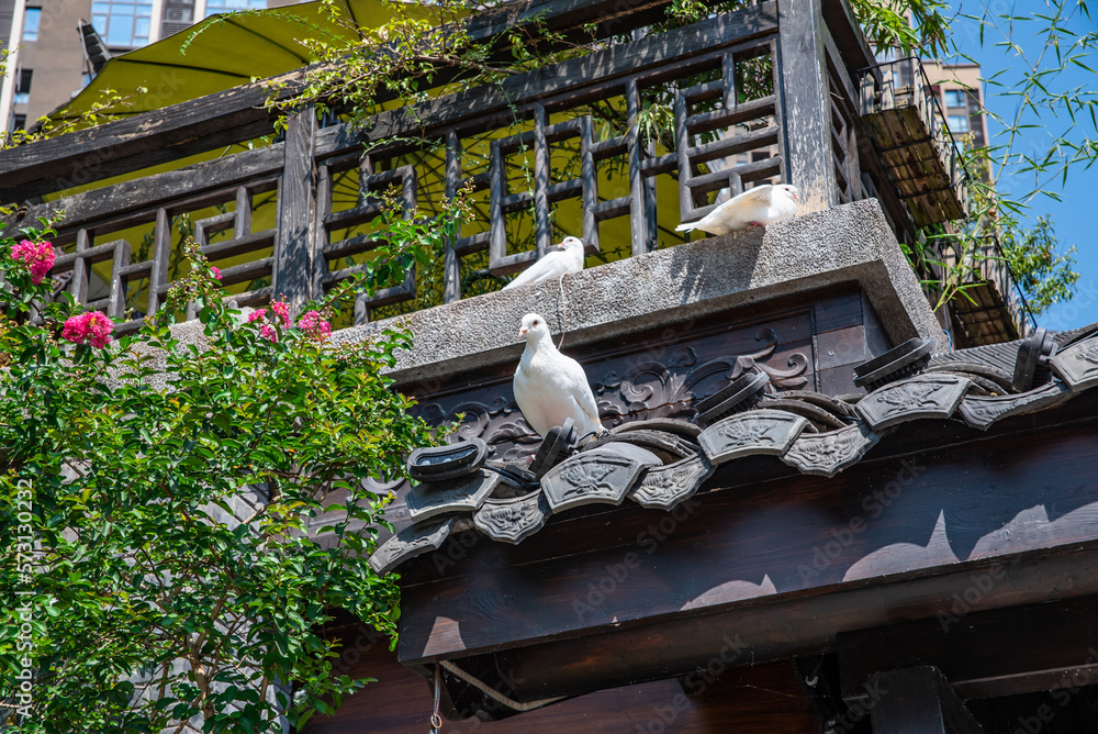 White pigeons in Danzishi Old Street, Chongqing, China