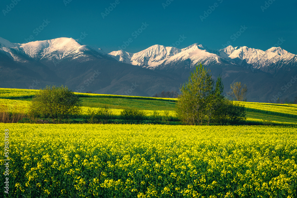 Blooming canola fields and snowy mountains in background, Transylvania, Romania