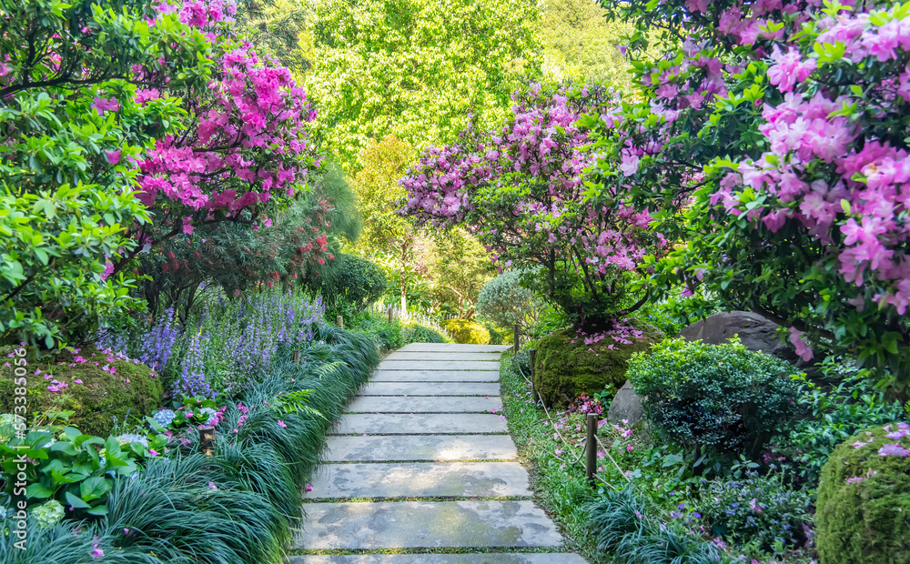 Pink rhododendron blooming at side of pathway