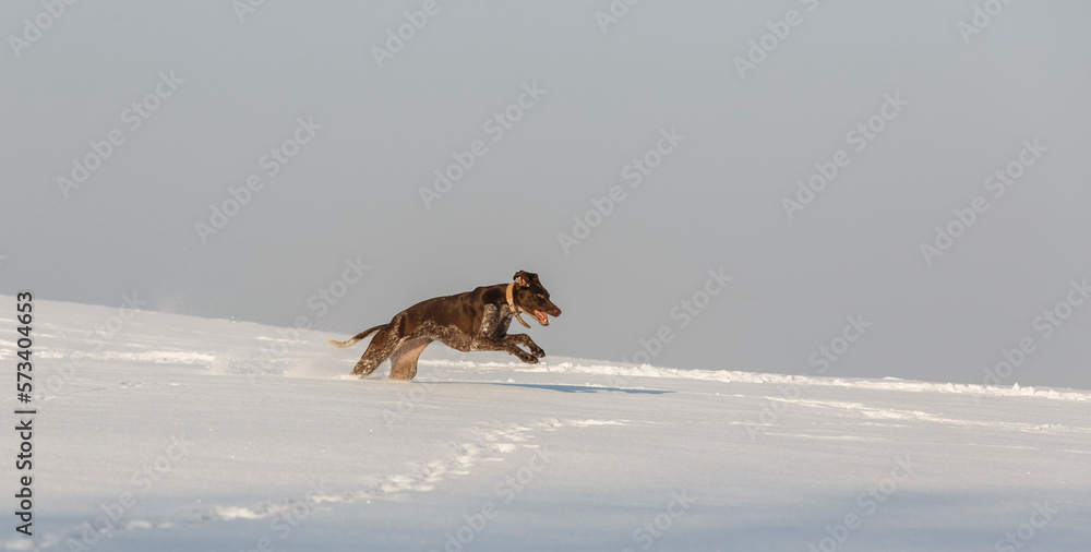 dog running in the snow