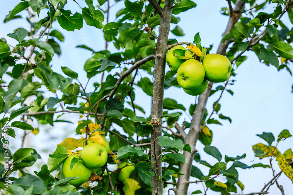 Green apples grow on the tree in the orchard