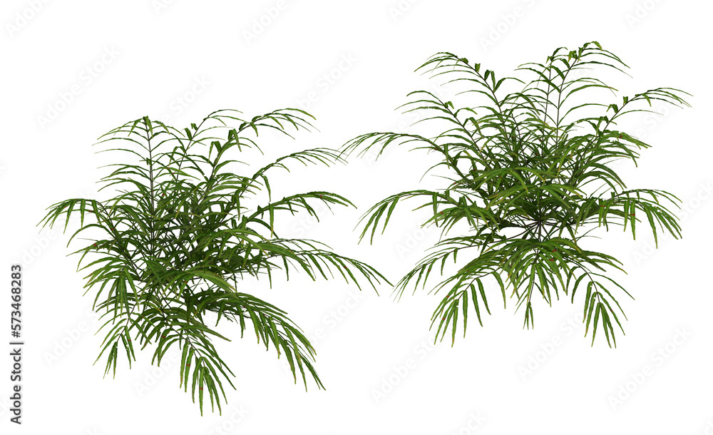 Plants and shrubs on a transparent background