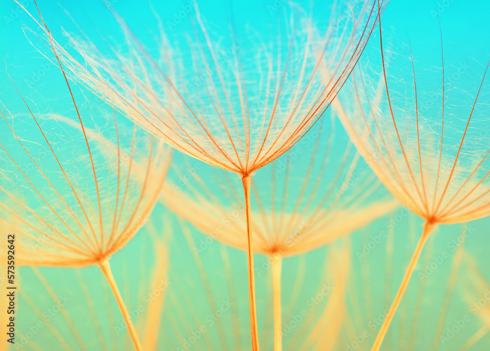 Dandelion flower background closeup