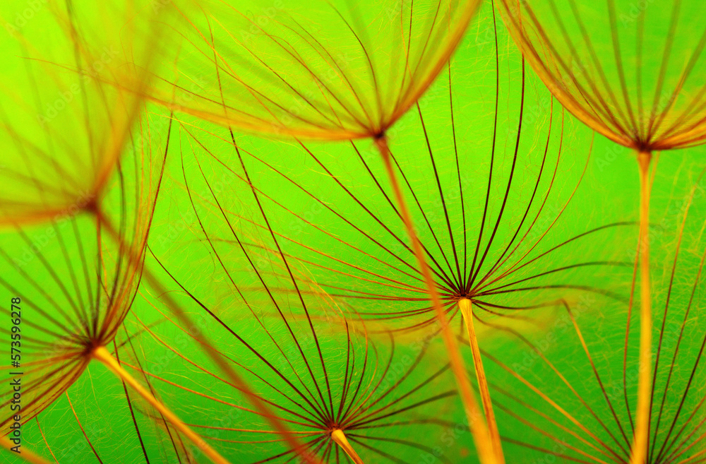 Flower spring background of dandelion