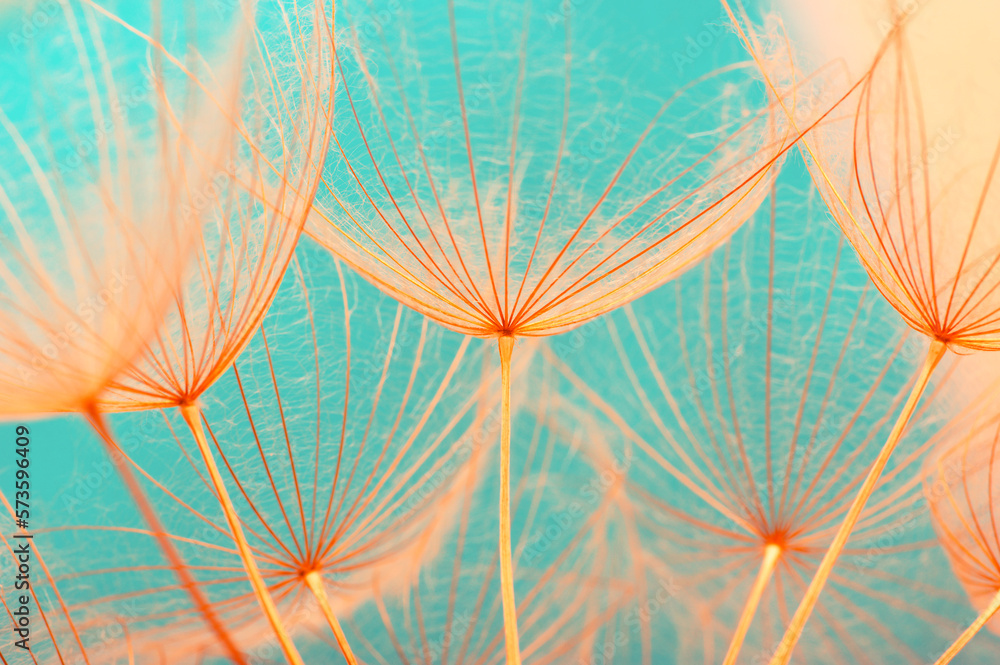 Dandelion flower background closeup