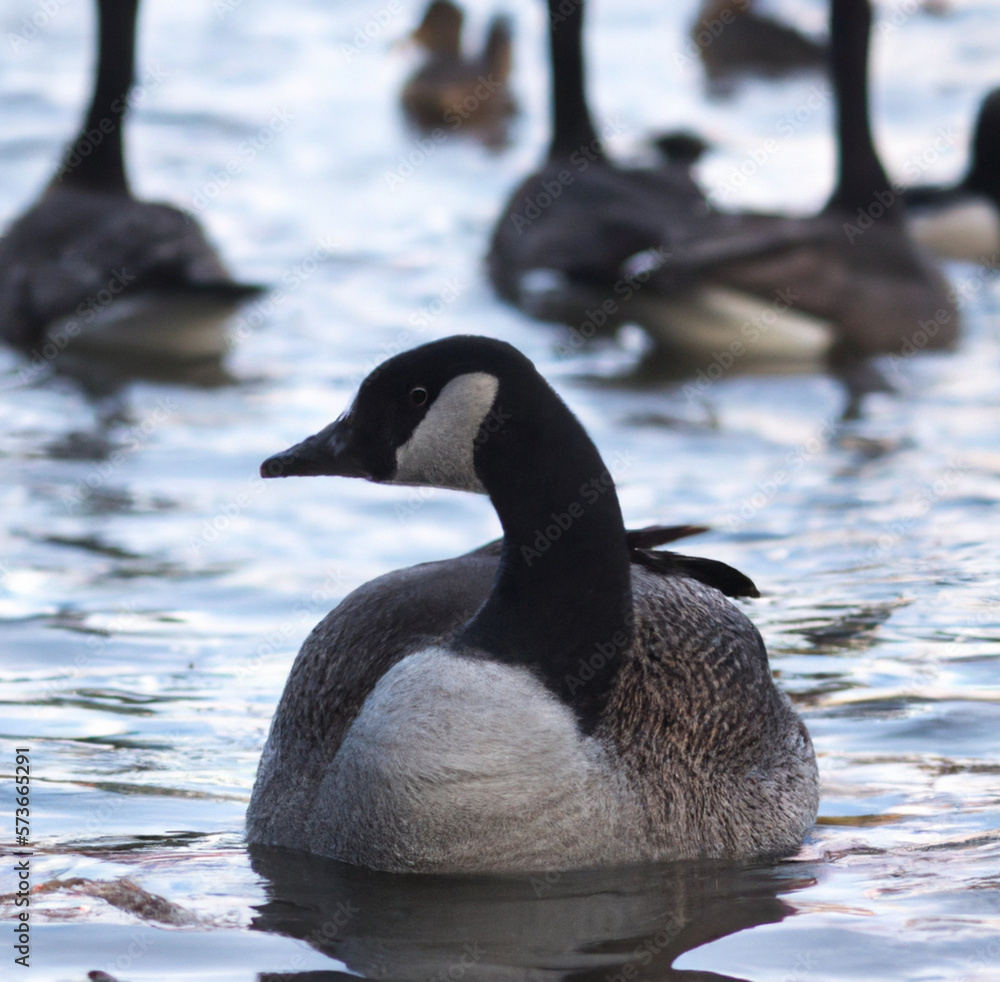 country goose swimming