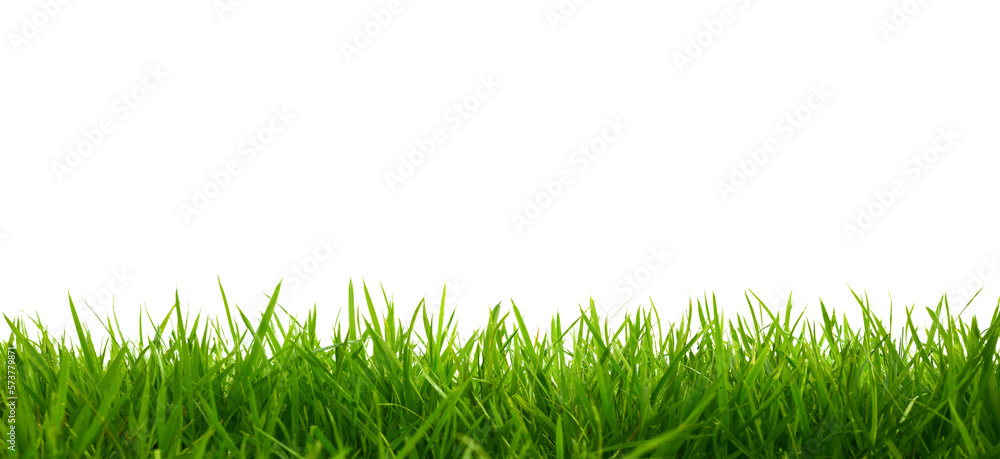 Side view of short grass isolated on white background.