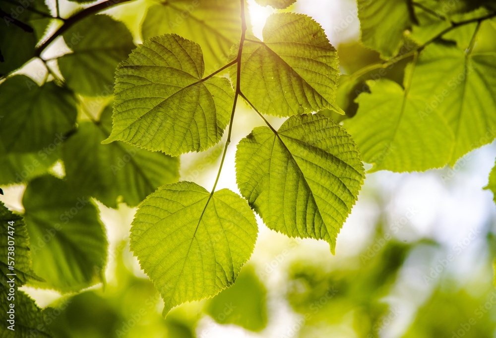 Green nature background with linden leaves 