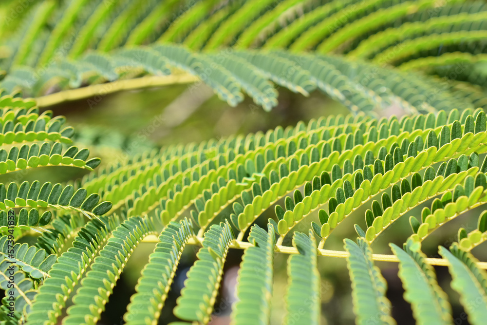 Closeup on the fernlike leaves on a Persian silk tree Albizia julibrissin