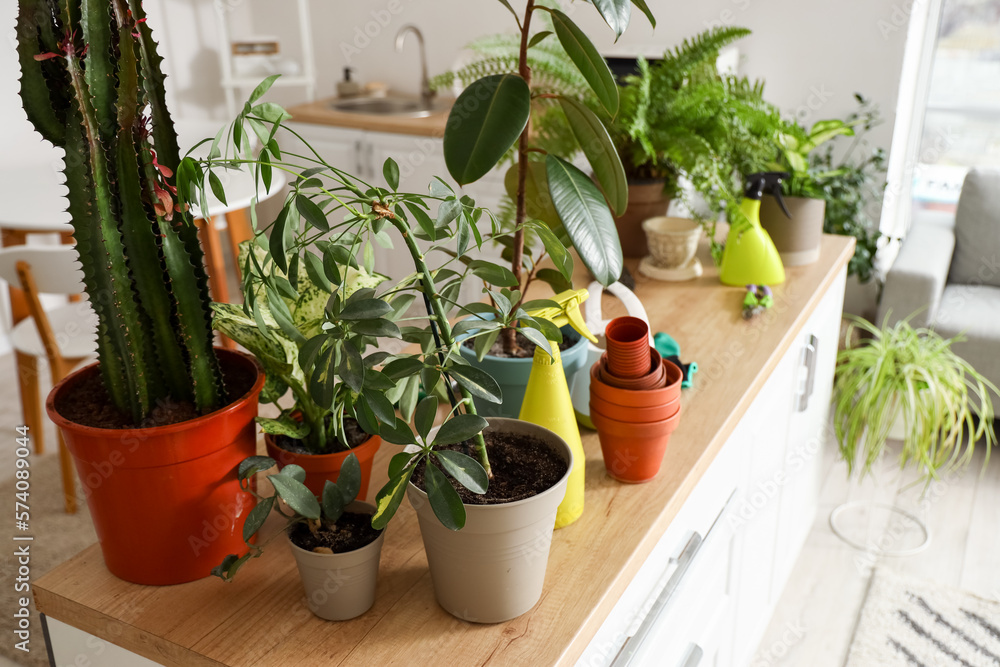 Different houseplants with gardening tools on table in kitchen