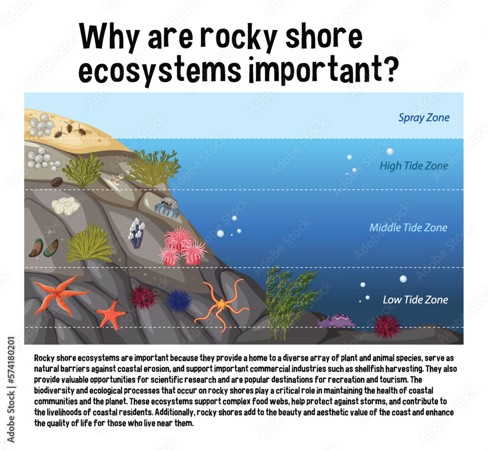 Rocky shore zonation education diagram