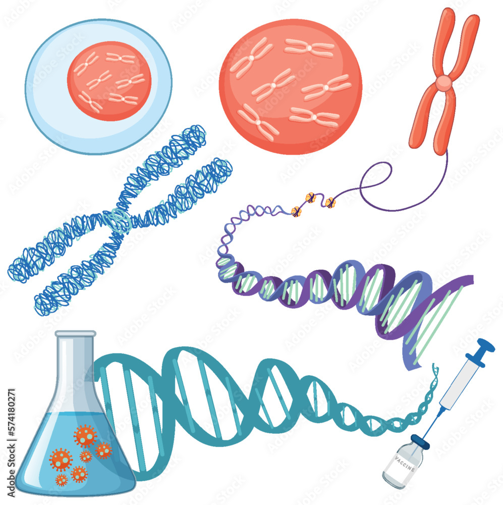 Chromosome and DNA structure