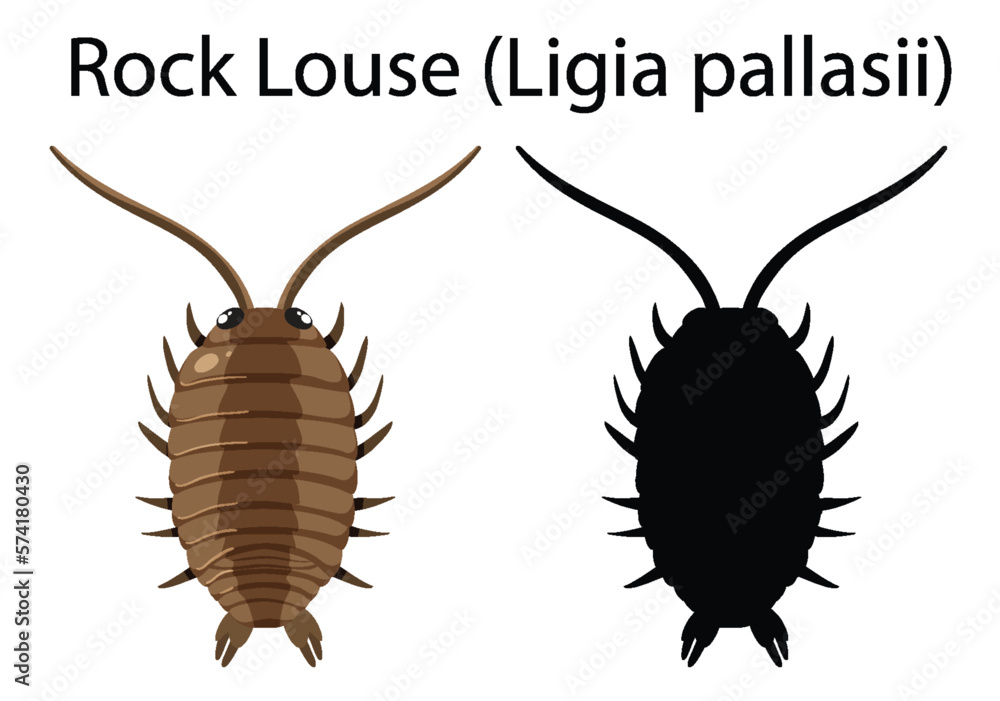 Rock Louse isolated rocky shore animal