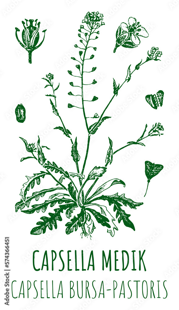 Drawings of CAPSELLA BURSA-PASTORIS. Hand drawn illustration. Latin name Capsella MEDIK.