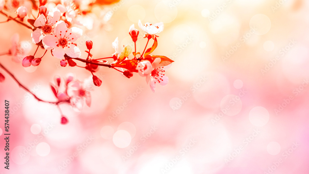 Beautiful cherry blossom in spring time with bokeh background