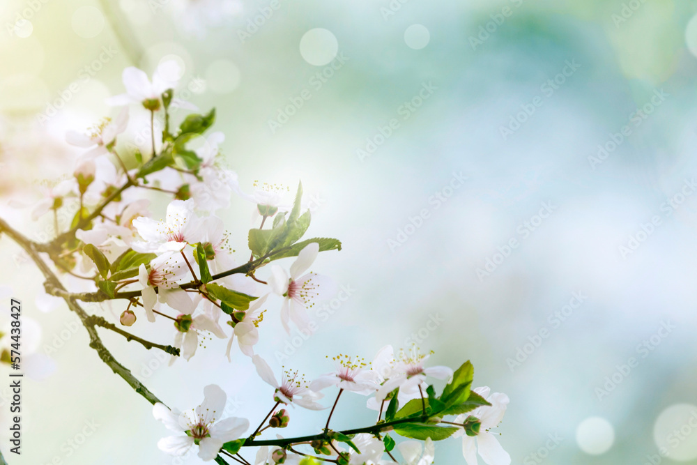 Spring blossom background with bokeh effect. Spring background.